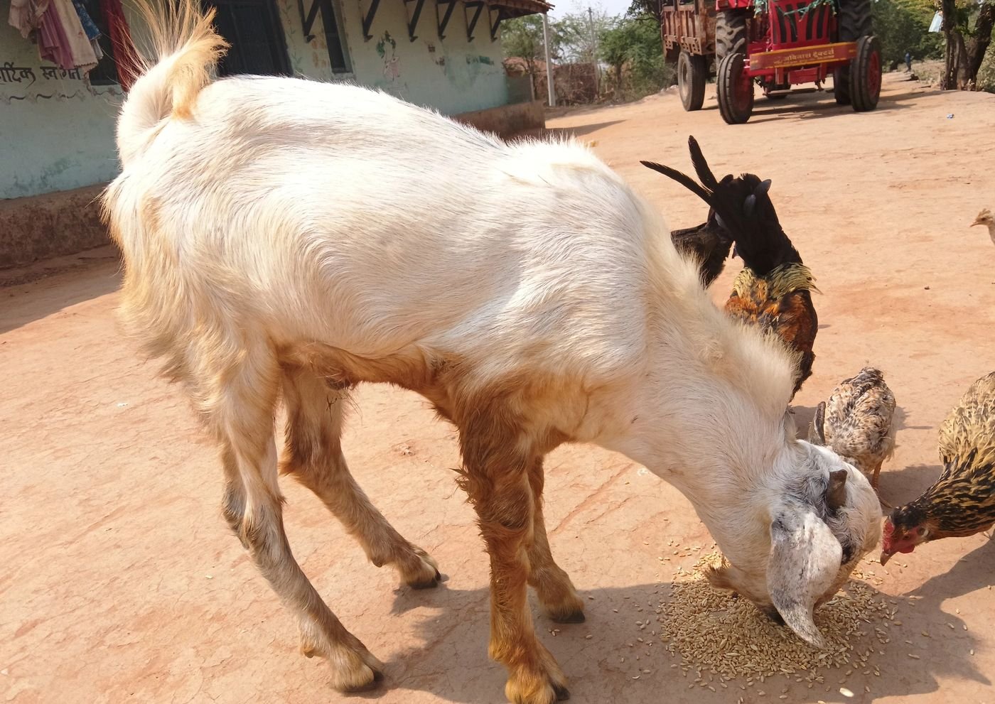 Beetal Goat B0453